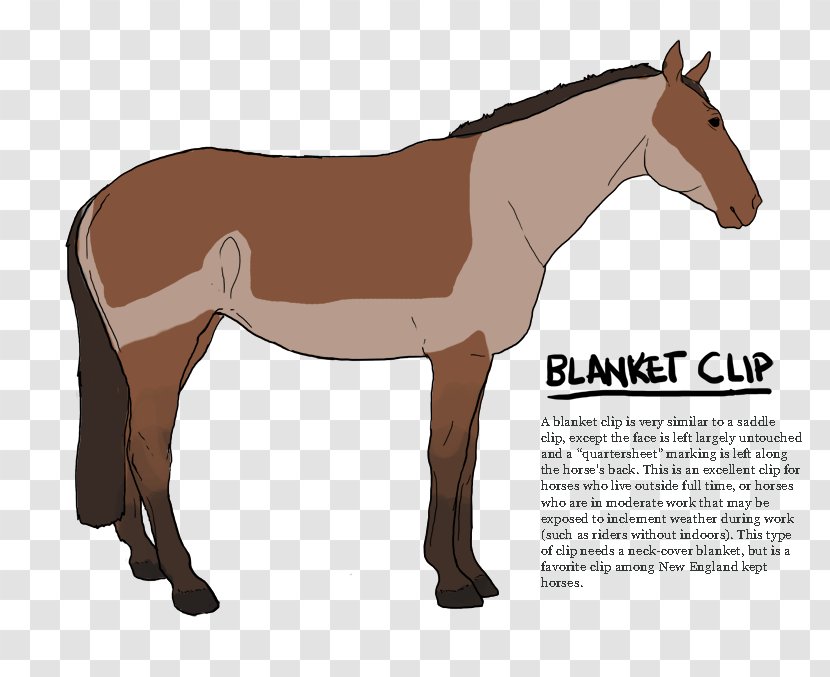 Mustang Stallion Mule Foal Colt - Blanket Transparent PNG