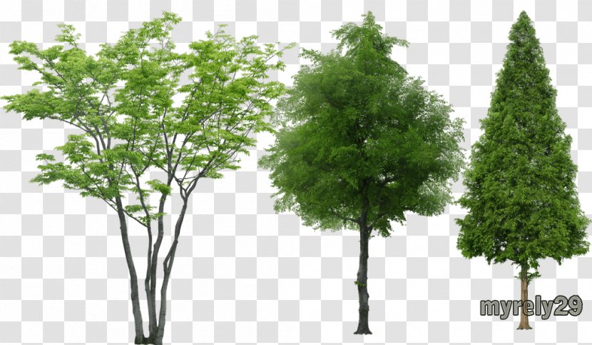 Tree Rendering Animation - Dwg - Arbol Transparent PNG