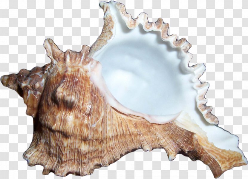 Sea Snail Icon - Seashell - Creative Brown Conch Transparent PNG