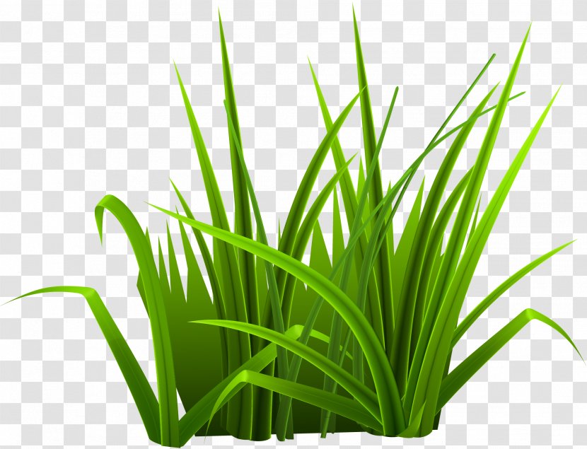 Green Download - Grass - Small Fresh Transparent PNG