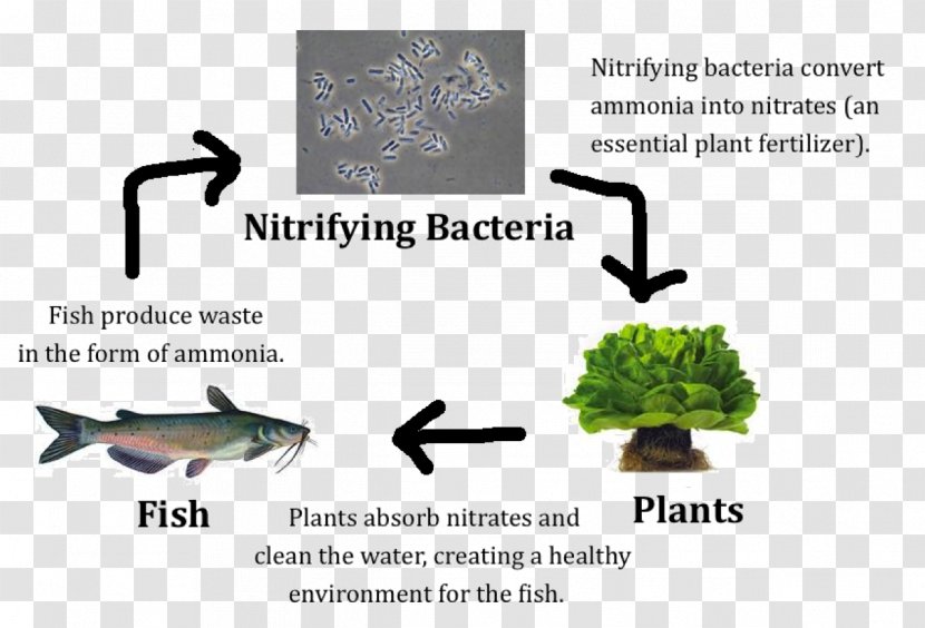 Nitrifying Bacteria Nitrification Aquaponics Nitrogen Fixation - Tree - Microscope Transparent PNG