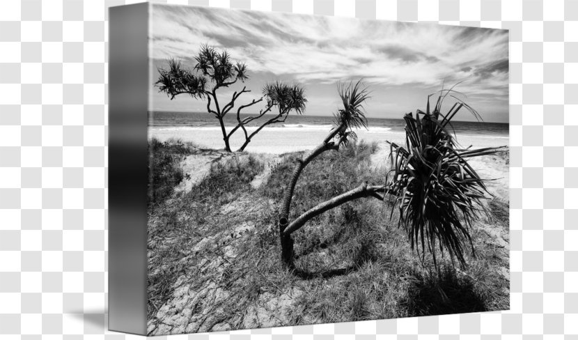 Stock Photography Tree Sky Plc - Beach Transparent PNG