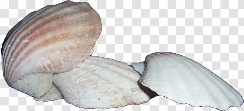 Clam Cockle Seashell Scallop Mussel - Veneroida - Sea Transparent PNG