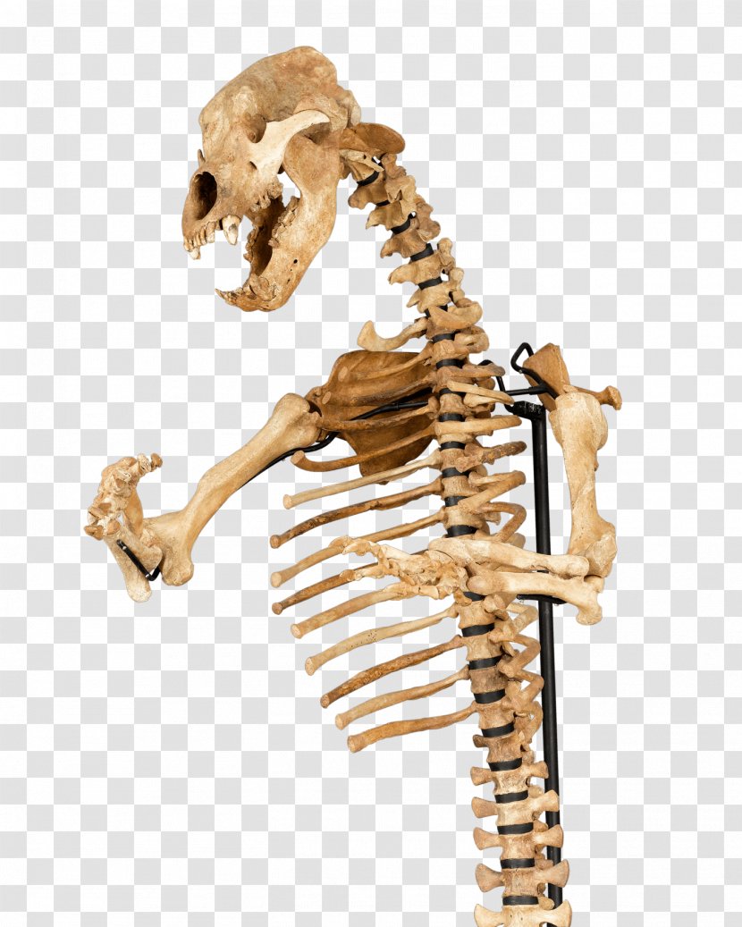 American Black Bear Human Skeleton Bone Cave - Ice Transparent PNG