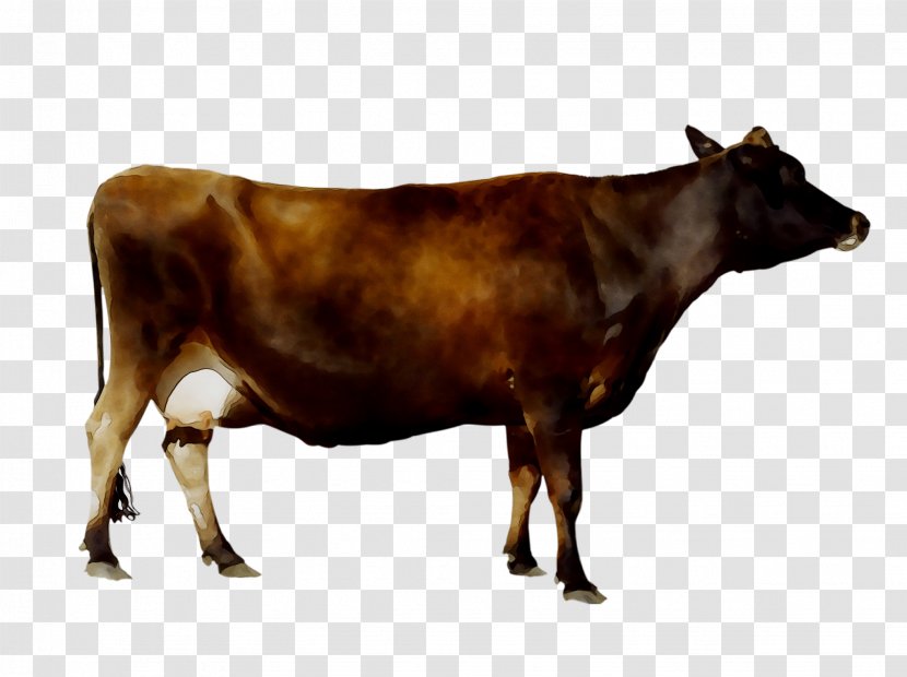 Dairy Cattle Calf Taurine Transparent PNG