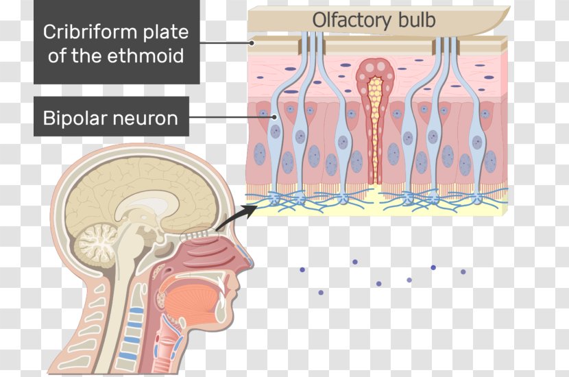 Nose Bipolar Neuron Anatomy Olfactory Receptor - Frame Transparent PNG