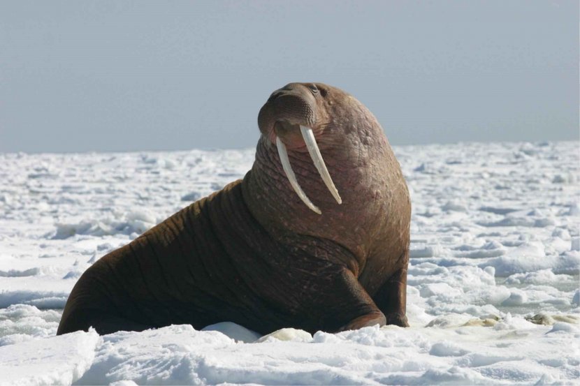 Walrus Migration United States Arctic Ivory - Animal Transparent PNG