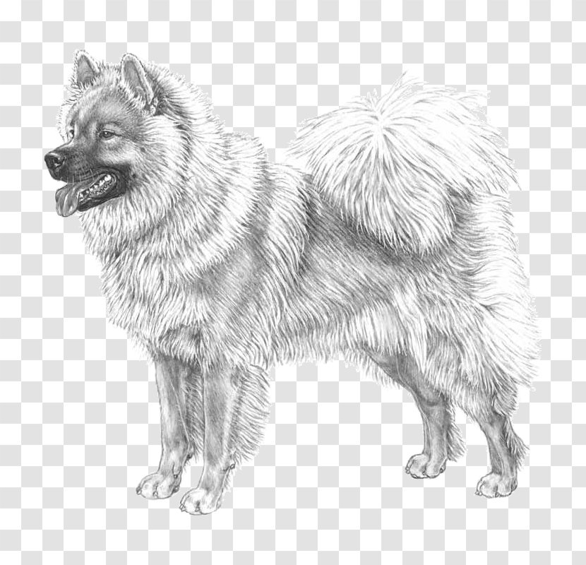 German Spitz Mittel Keeshond Eurasier Klein Pomeranian - Mammal Transparent PNG