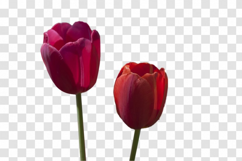 Tulip Flower Red - Tulips Transparent PNG