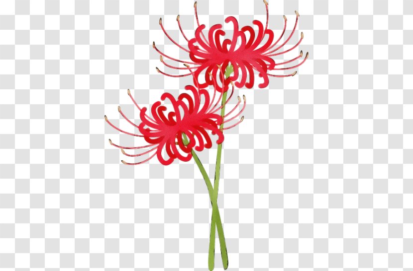 Flowers Background - Petal - Barberton Daisy Gerbera Transparent PNG