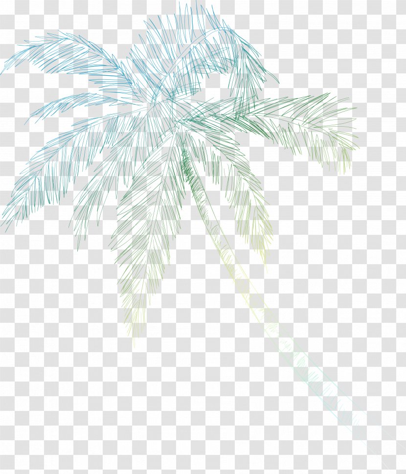 Palm Trees Date Line Leaf Branching - Tree - Coconut Shell Clipart Transparent PNG