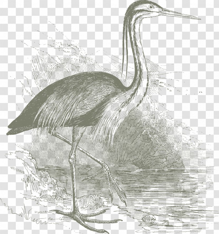 Great Egret Little Blue Heron Bird - Drawing Transparent PNG