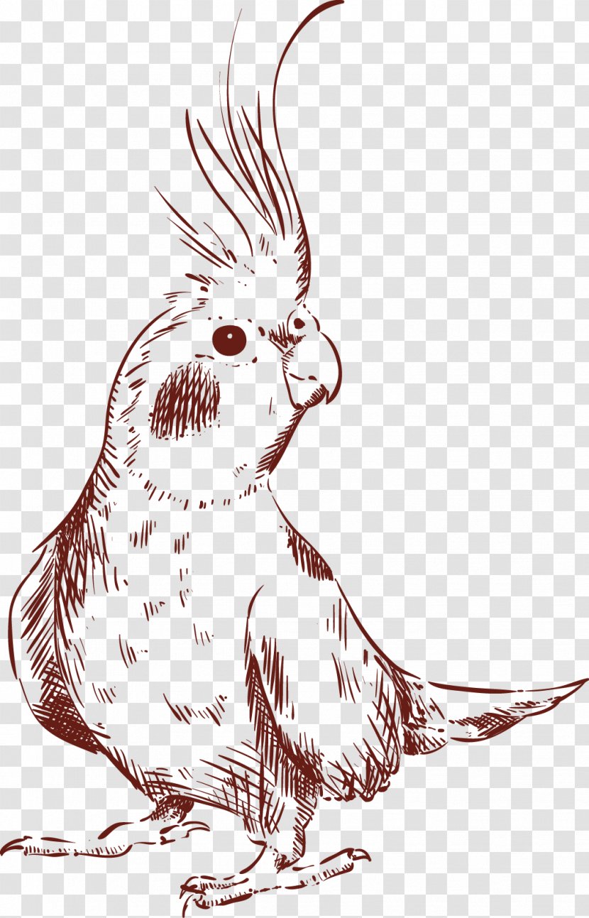 Drawing Animal Illustration - Parrot Transparent PNG