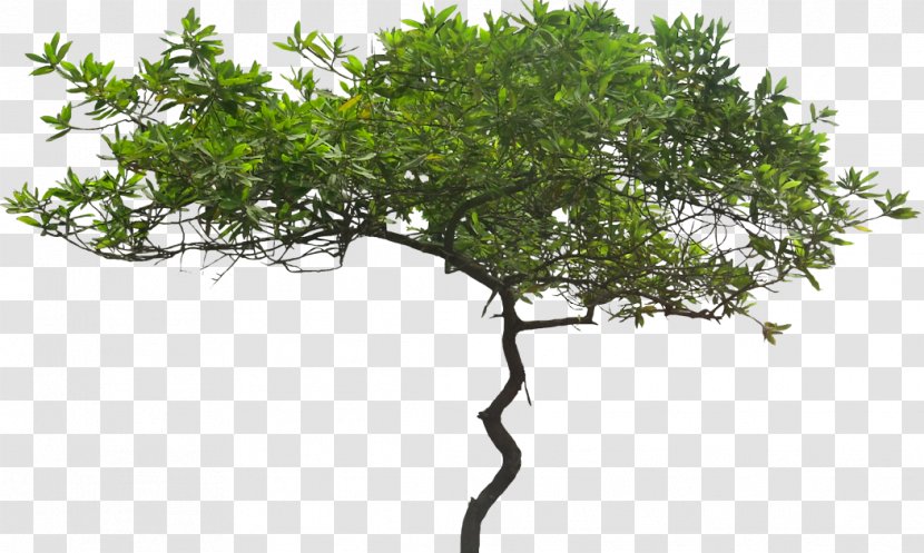 Tree Evergreen Arecaceae - Photo Manipulation - Ginkgo Free Download Transparent PNG