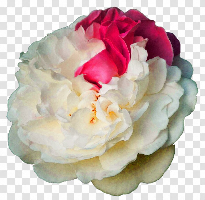 Centifolia Roses Garden Cut Flowers Rosaceae - Whipped Cream - Pink Peony Transparent PNG