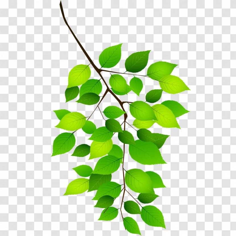 Twig Design Image Adobe Photoshop - Plant - Bough Ornament Transparent PNG