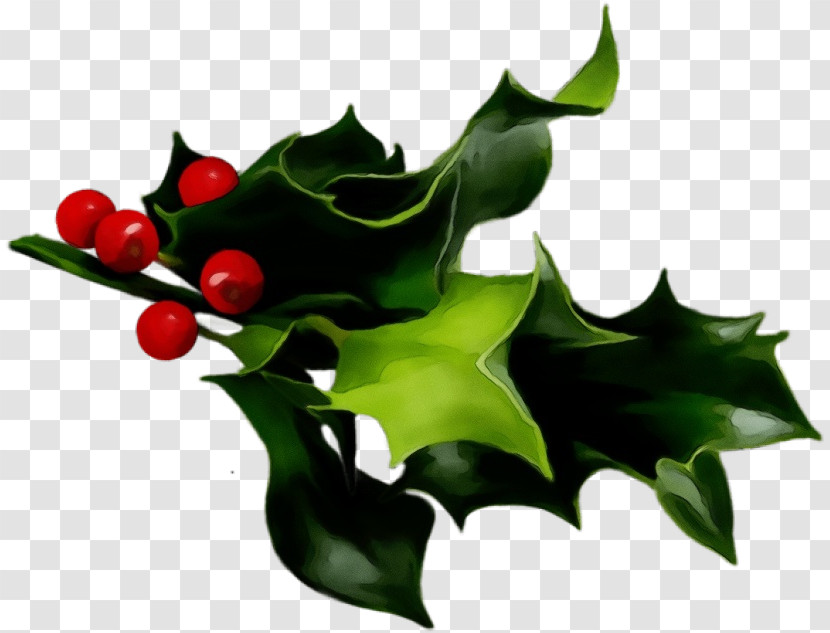 Holly Transparent PNG