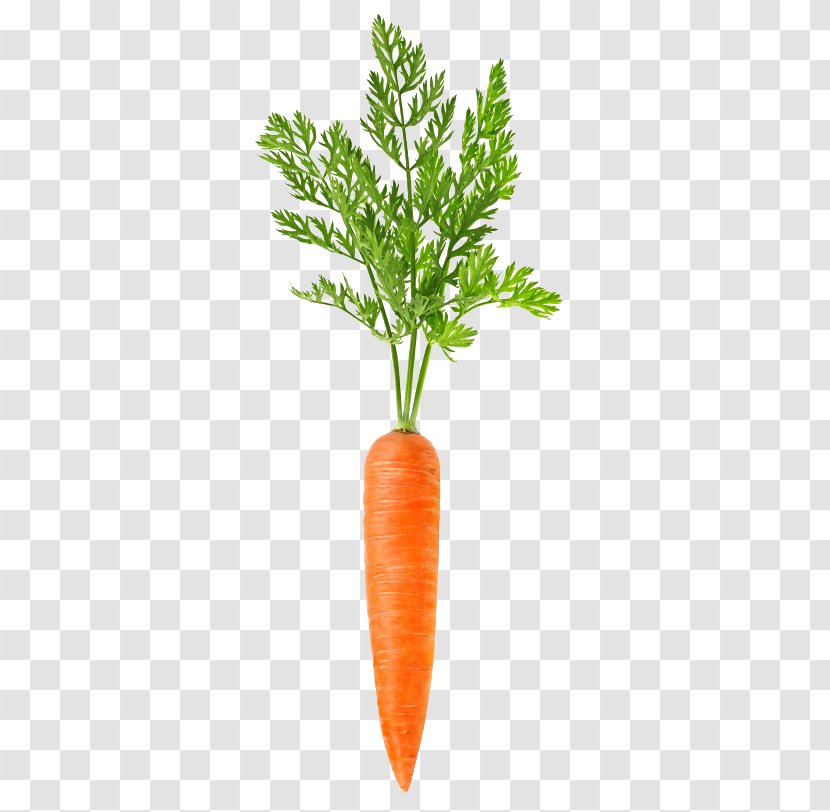 Carrot Vegetable Food - Royalty Free - A Transparent PNG