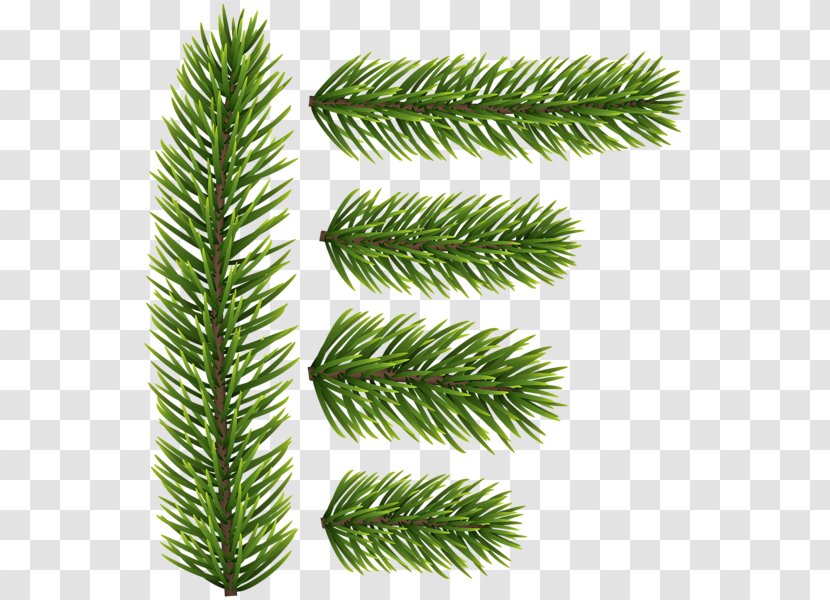 Spruce Fir Tree Conifers Evergreen - Pine - Branches Transparent PNG