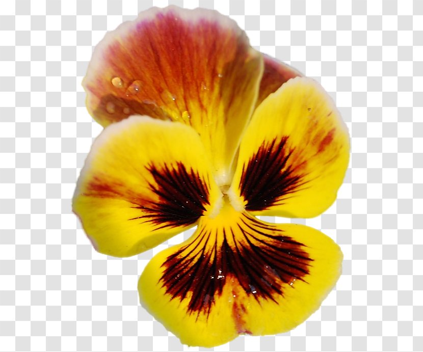 Pansy - Flower - Violet Family Transparent PNG