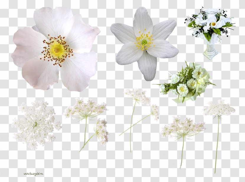 Cut Flowers Floral Design Clip Art - Floristry - Wild Transparent PNG