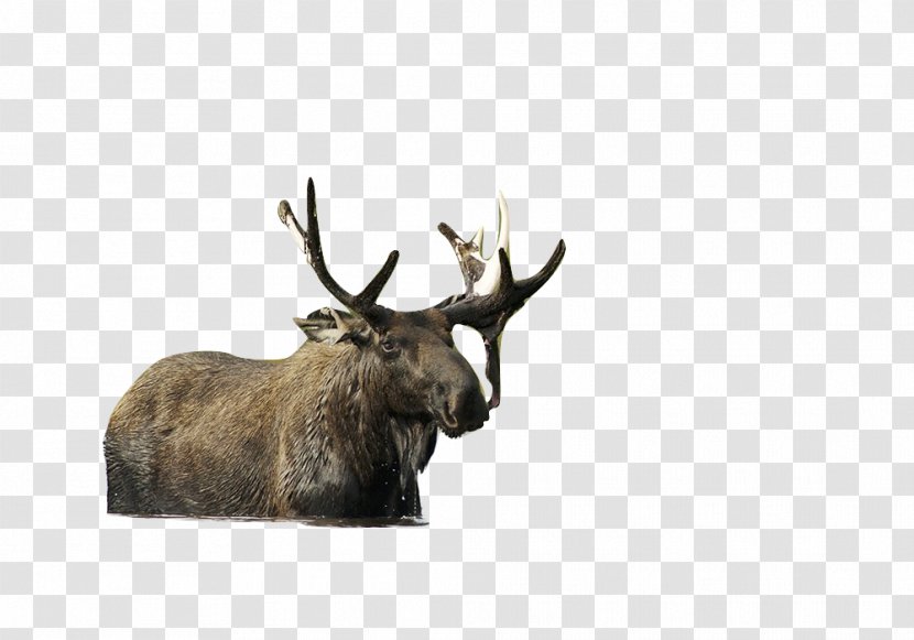 Elk Moose Reindeer Antler Cattle - Terrestrial Animal - True Transparent PNG