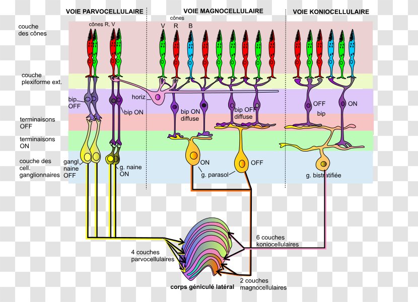 Retinal Ganglion Cell Optic Chiasm Nerve - Color - Corps Transparent PNG