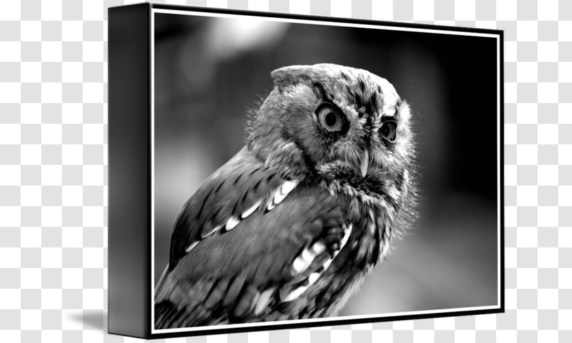 Owl Beak White Wildlife - Fauna - Black And Transparent PNG