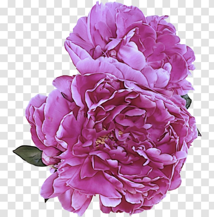 Flower Petal Pink Common Peony Plant - Violet Transparent PNG