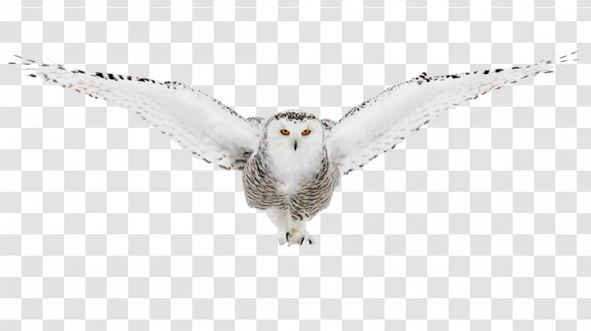 Bird Of Prey Owl Beak Fauna - Feather - Owls Transparent PNG