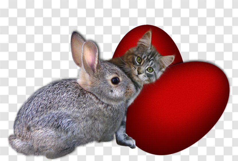 Domestic Rabbit Drawing Photography Clip Art - Rodent Transparent PNG