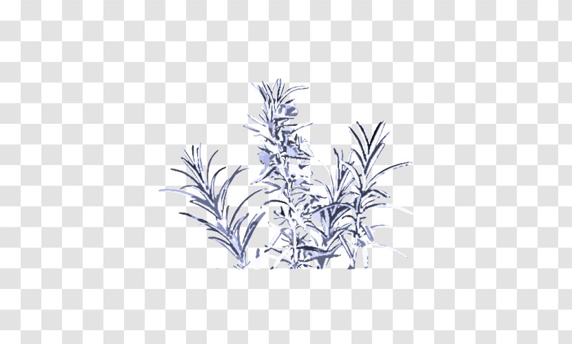 Rosemary - Leaf - Perennial Plant Twig Transparent PNG