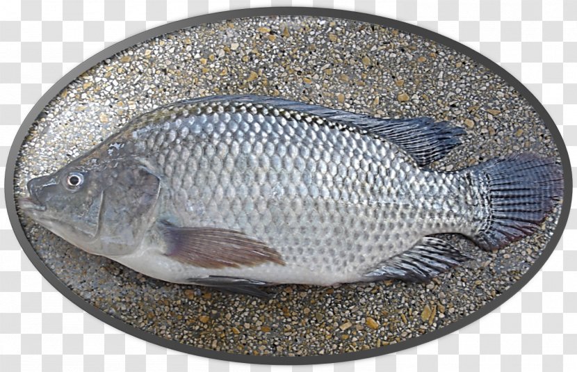 Nile Tilapia Fish Farming Pacu - Fillet Transparent PNG