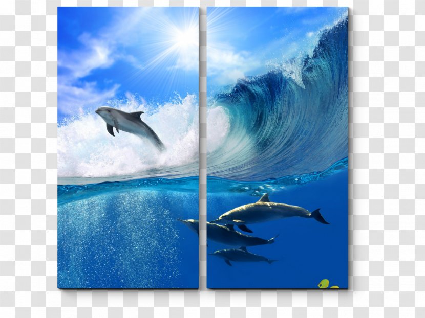 Common Bottlenose Dolphin Desktop Wallpaper - Mobile Phones Transparent PNG