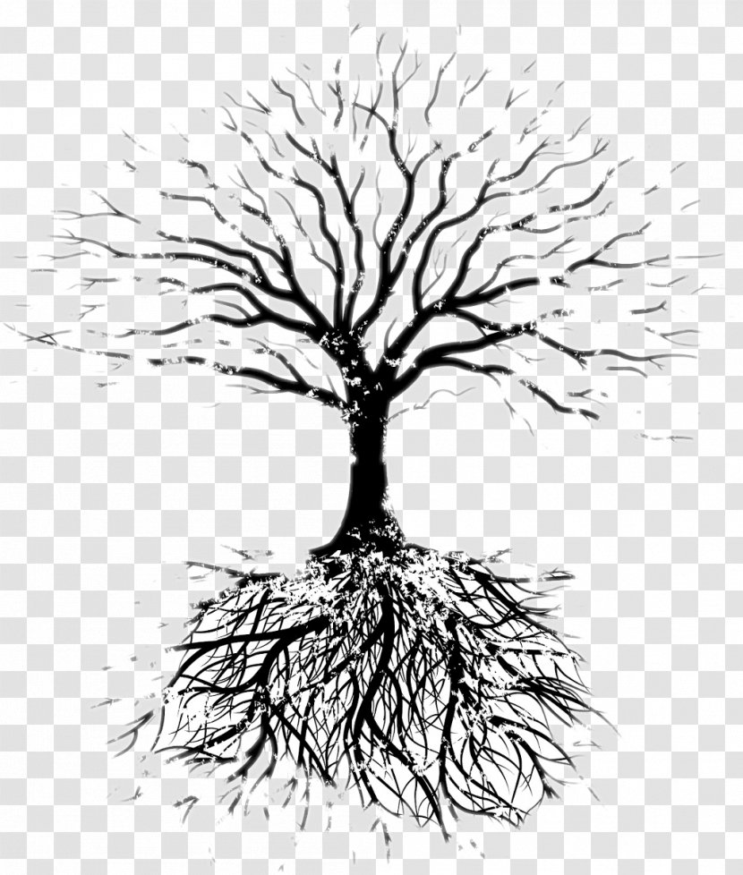 Tree Oak Root Branch - Soil - Vector Transparent PNG