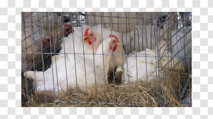 Rooster Fauna Beak Chicken As Food - Avian Veterinarian Transparent PNG