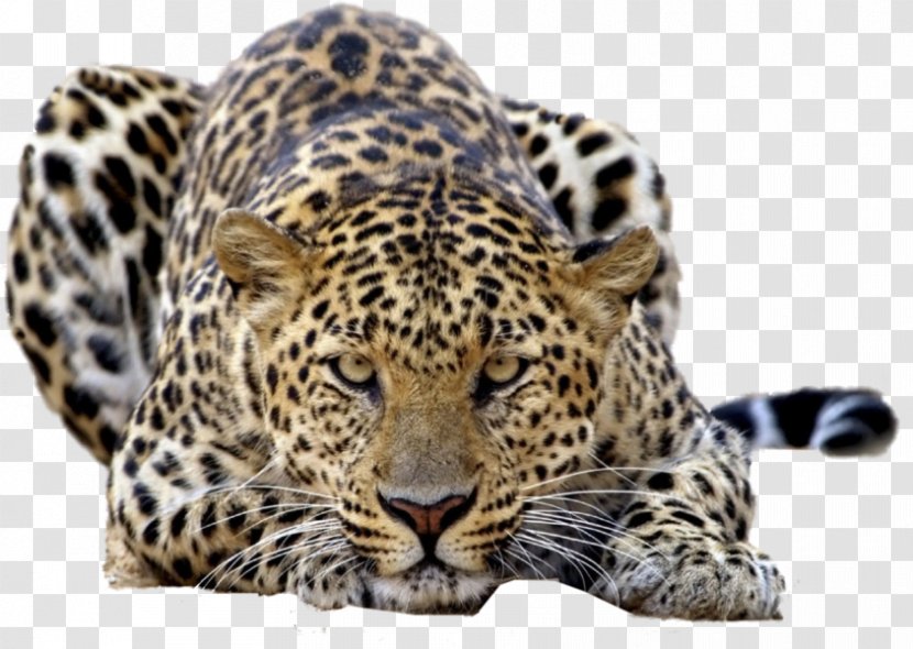 Leopard Tiger Felidae Desktop Wallpaper High-definition Television - Big Cat - Leopards Transparent PNG