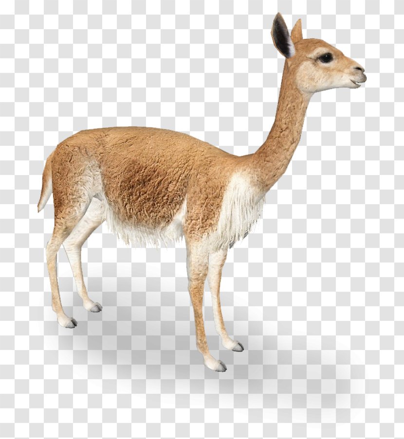 Vicuña Llama Guanaco Alpaca Antelope - Wildlife - Alpacas Transparent PNG