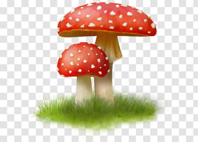Mushroom Agaric Riddle Transparent PNG