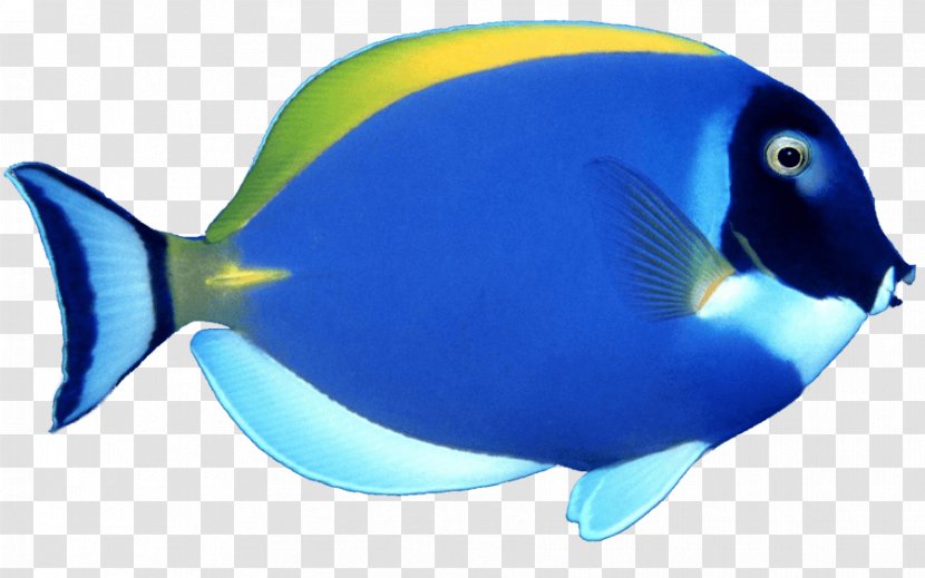 Fish Clip Art - Blue Image Transparent PNG