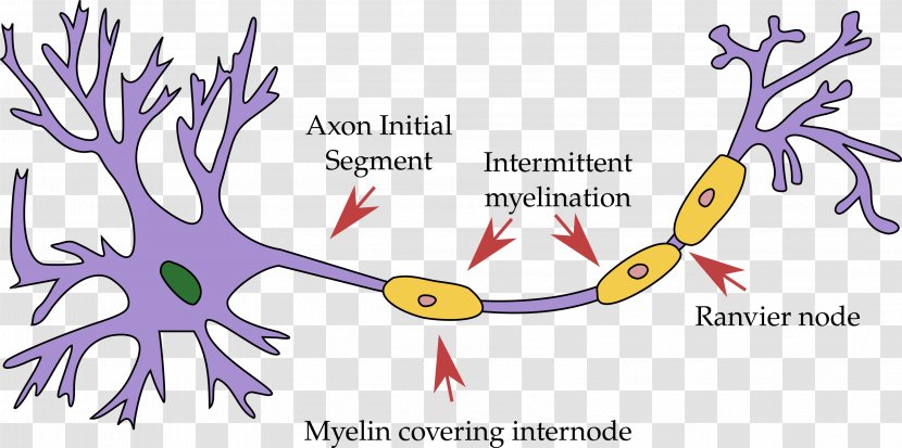 Motor Neuron Soma Nervous System Dendrite - Cartoon - Brain Transparent PNG