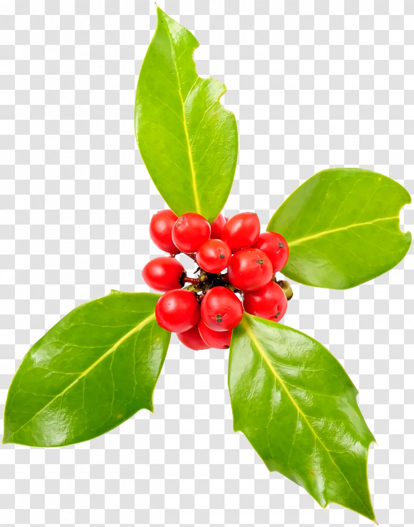 Christmas Holly Ilex - Schisandra - Woody Plant Transparent PNG