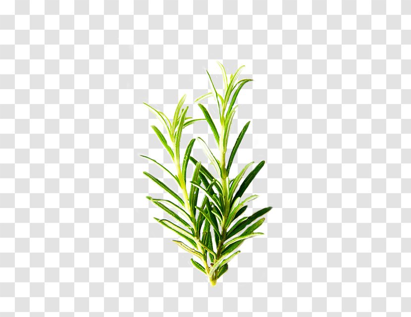 Rosemary Herb Ingredient Mentha Spicata Common Sage - Romero Transparent PNG
