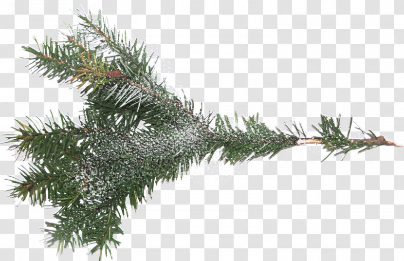 Tree Branch Spruce Clip Art - Evergreen Transparent PNG