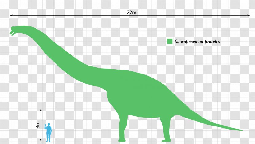 Dinosaur Size Alamosaurus Patagotitan Ornithomimus - Organism Transparent PNG