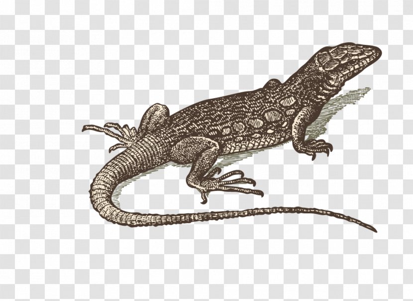 Lizard Reptile Gecko - Fotolia - Hand-painted Lizard-free Material Transparent PNG