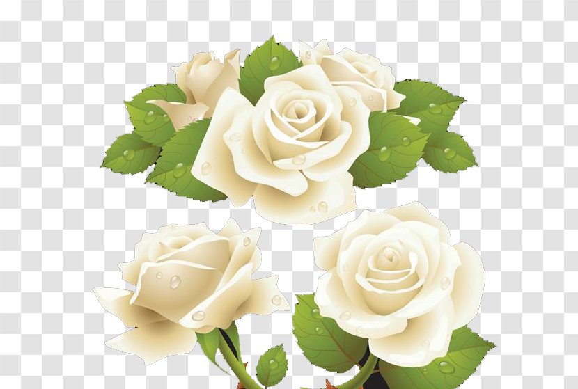 Rose White Flower Clip Art - Petal - Roses Transparent PNG