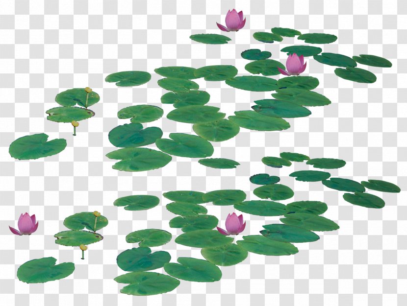 Nelumbo Nucifera Icon - Grass - Lotus Leaf Transparent PNG