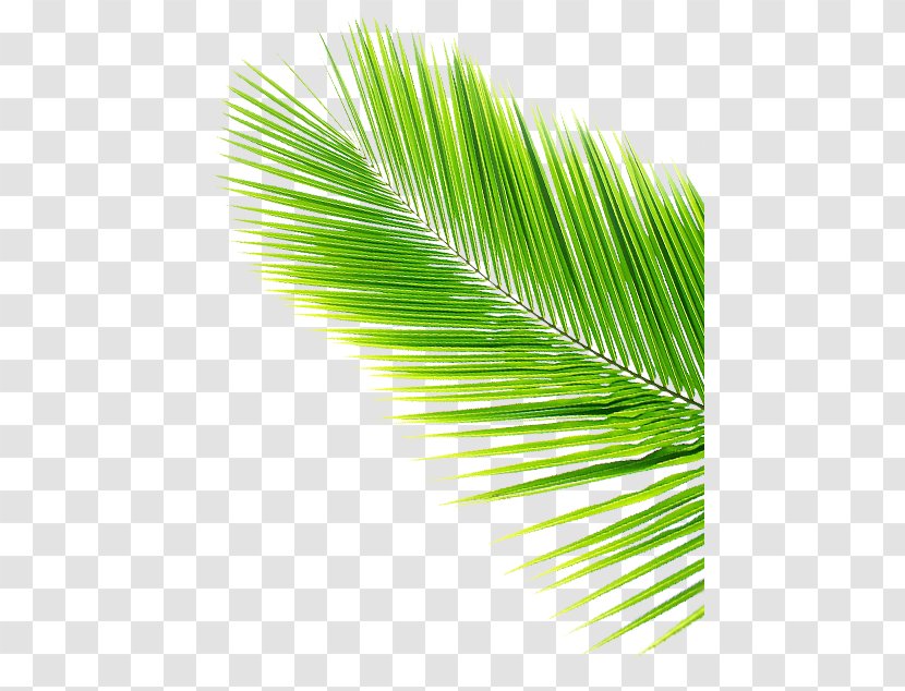 Asian Palmyra Palm Leaf Coconut Arecaceae - Grass - Cocunt Transparent PNG