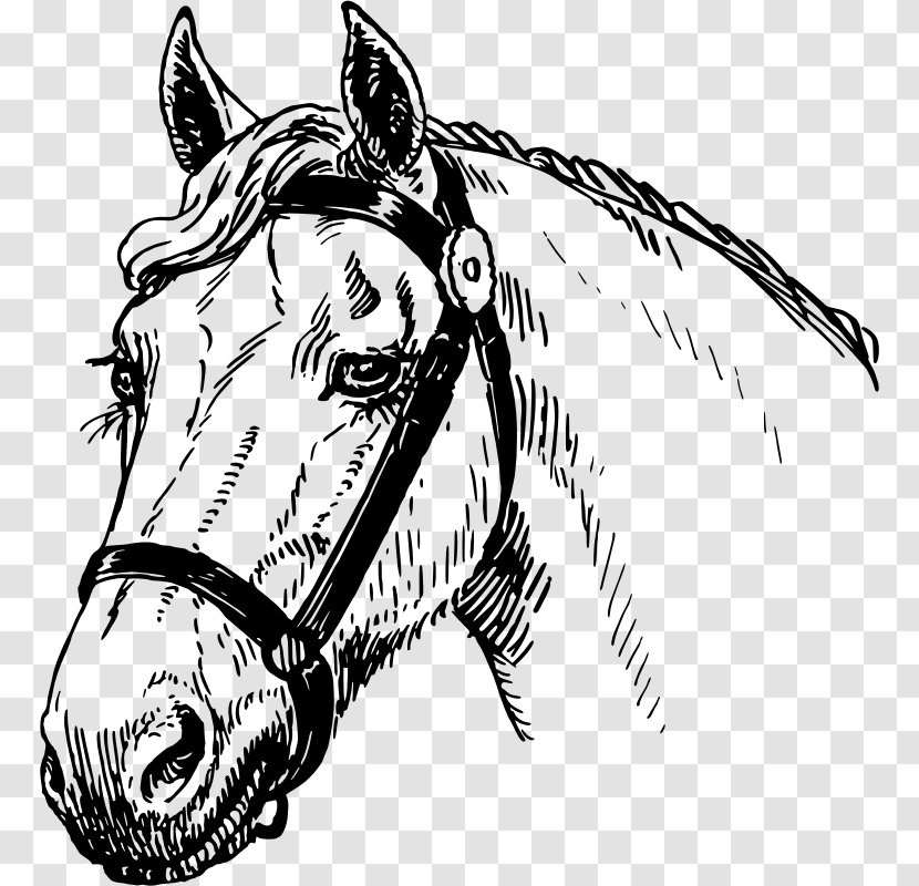 Mustang American Quarter Horse Pony Mare Stallion - Fauna Transparent PNG